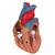 Timüslü Klasik Kalp Modeli, 3 parçalı - 3B Smart Anatomy, 1000265 [G08/1], Kalp ve Dolaşım Modelleri (Small)