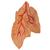 Cœur classique avec thymus, en 3 parties - 3B Smart Anatomy, 1000265 [G08/1], Modèles cœur et circulation (Small)