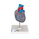 Herzmodell "Klassik" mit Reizleitungssystem, 2 teilig - 3B Smart Anatomy, 1019311 [G08/3], Herz- und Kreislaufmodelle