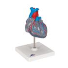 Cuore, modello classico, con sistema di conduzione, in 2 parti, 1019311 [G08/3], Modelli di Cuore e Apparato Circolatorio (Small)