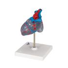 C&oelig;ur classique avec syst&egrave;me de conduction de l&rsquo;excitation, en 2 parties, 1019311 [G08/3], Mod&egrave;les c&oelig;ur et circulation (Small)
