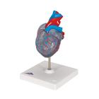 Cuore, modello classico, con sistema di conduzione, in 2 parti, 1019311 [G08/3], Modelli di Cuore e Apparato Circolatorio (Small)