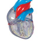 C&oelig;ur classique avec syst&egrave;me de conduction de l&rsquo;excitation, en 2 parties, 1019311 [G08/3], Mod&egrave;les c&oelig;ur et circulation (Small)