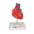 기본형 심장모형, 2-파트 Classic Human Heart Model, 2 part - 3B Smart Anatomy, 1017800 [G08], 심장 건강 및 운동 교육