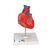Klasszikus szív, 2 részes, 1017800 [G08], Szív és érrendszeri modellek (Small)
