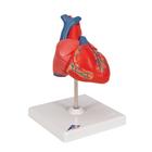Cuore, modello classico, in 2 parti, 1017800 [G08], Modelli di Cuore e Apparato Circolatorio (Small)