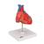 Klasik kalp, 2 parçalı - 3B Smart Anatomy, 1017800 [G08], Kalp ve Dolaşım Modelleri (Small)