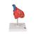 Klasik kalp, 2 parçalı - 3B Smart Anatomy, 1017800 [G08], Kalp ve Dolaşım Modelleri (Small)