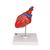 Klasik kalp, 2 parçalı - 3B Smart Anatomy, 1017800 [G08], Kalp sagligi ve spor egitimi (Small)
