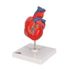 Cuore, modello classico, in 2 parti, 1017800 [G08], Modelli di Cuore e Apparato Circolatorio (Small)
