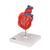 기본형 심장모형, 2-파트 Classic Human Heart Model, 2 part - 3B Smart Anatomy, 1017800 [G08], 심장 및 순환기 모형 (Small)