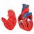 기본형 심장모형, 2-파트 Classic Human Heart Model, 2 part - 3B Smart Anatomy, 1017800 [G08], 심장 및 순환기 모형 (Small)