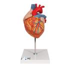 心脏模型，实物的2倍，4部分 - 3B Smart Anatomy, 1000268 [G12], 心脏健康和身体健康教育示意图