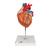 心脏模型，实物的2倍，4部分 - 3B Smart Anatomy, 1000268 [G12], 心脏健康和身体健康教育示意图 (Small)