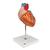 Модель сердца, 2-кратное увеличение, 4 части - 3B Smart Anatomy, 1000268 [G12], Модели сердца и сосудистой системы (Small)