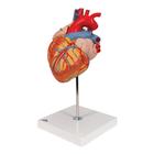 Cuore, ingrandito 2 volte, in 4 parti, 1000268 [G12], Modelli di Cuore e Apparato Circolatorio (Small)