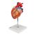 Coração, 2 vezes o tamanho natural,4 partes, 1000268 [G12], Modelo de coração e circulação (Small)