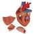 Kalp, 2 kat büyütülmüş, 4 parçalı - 3B Smart Anatomy, 1000268 [G12], Kalp ve Dolaşım Modelleri (Small)
