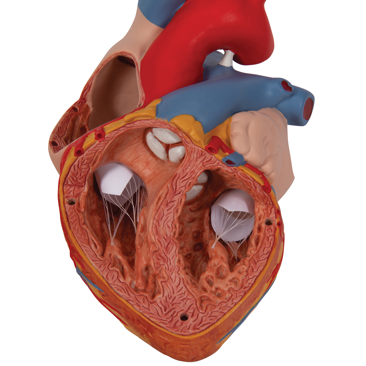 Modèle anatomique du coeur humain, grossi 2 fois - - PHIMEDICAL