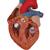 심장 모형, 2배 확대, 4 파트 분리 Heart, 2-times life size, 4 part - 3B Smart Anatomy, 1000268 [G12], 심장 및 순환기 모형 (Small)