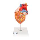 Nefes ve yemek borusuyla birlikte kalp, 2 kat büyütülmüş, 5 parçalı - 3B Smart Anatomy, 1000269 [G13], Kalp ve Dolaşım Modelleri