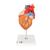 带有食管和气管的心脏模型，2倍真实大小，5部分组成 - 3B Smart Anatomy, 1000269 [G13], 心脏和循环系统模型 (Small)
