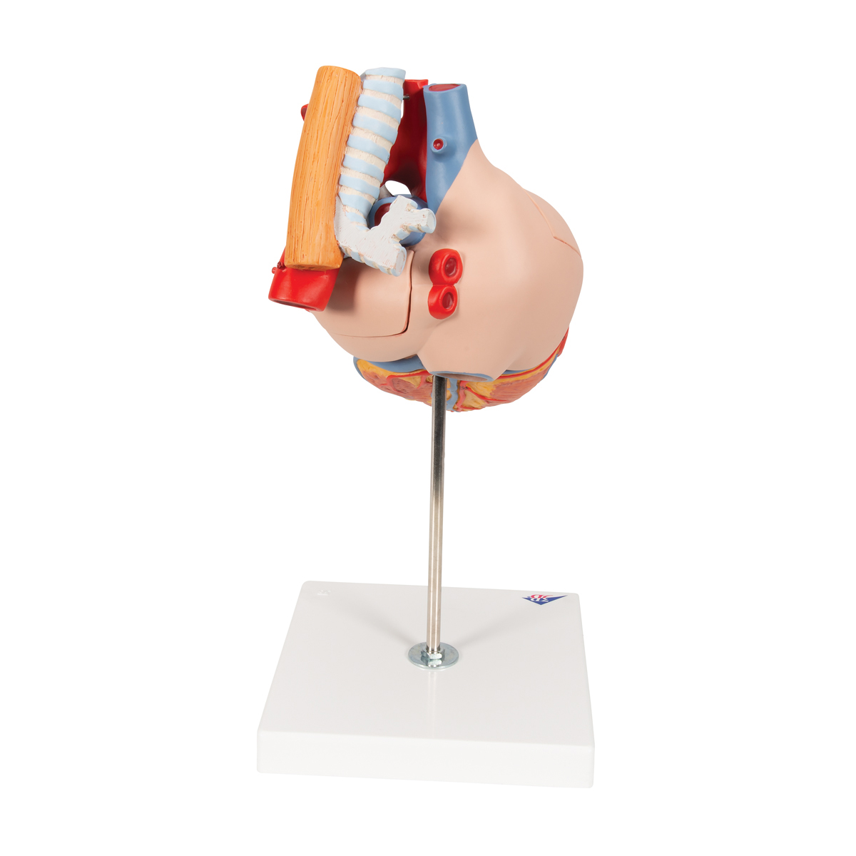 Anatomical Heart Model | Anatomy of the Heart | Heart Model with