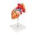 Coração com esôfago e traqueia, 2 vezes o tamanho natural, 5 partes, 1000269 [G13], Modelo de coração e circulação (Small)