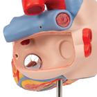 Cuore con trachea ed esofago, ingrandito 2 volte, in 5 parti, 1000269 [G13], Modelli di Cuore e Apparato Circolatorio (Small)