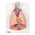 후두 및 폐 모형, 7 파트 분리 Lung Model with larynx, 7 part - 3B Smart Anatomy, 1000270 [G15], 폐 모형