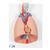Modelo del pulmón, 7 piezas - 3B Smart Anatomy, 1000270 [G15], Modelos de Sistema Respiratorio (Small)