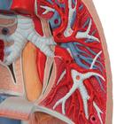 Human Lung Model with Larynx, 7 part, 1000270 [G15], Lung Models (Small)