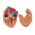 후두 및 폐 모형, 7 파트 분리 Lung Model with larynx, 7 part - 3B Smart Anatomy, 1000270 [G15], 폐 모형 (Small)