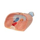 Human Lung Model with Larynx, 7 part, 1000270 [G15], Lung Models (Small)