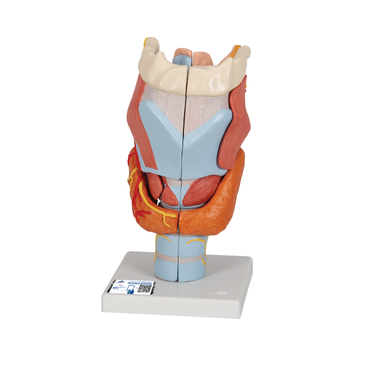 Human Larynx Model, 2 times Full-Size, 7 part - 3B Smart Anatomy - 1000272  - 3B Scientific - G21 - Ear Models, Larynx Models