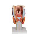 Human Larynx Model, 2 times Full-Size, 7 part, 1000272 [G21], Ear Models (Small)