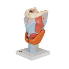 Human Larynx Model, 2 times Full-Size, 7 part, 1000272 [G21], Ear Models (Small)