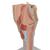 Kehlkopfmodell, 2-fache Größe, 7-teilig - 3B Smart Anatomy, 1000272 [G21], Hals, Nase und Ohrenmodelle (Small)