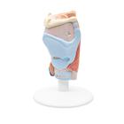 Human Larynx Model, 2 part, 1000273 [G22], Ear Models (Small)