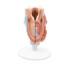 Human Larynx Model, 2 part, 1000273 [G22], Ear Models (Small)