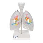 Gége, hörgő elágazódásokkal átlátszó tüdőben - 3B Smart Anatomy, 1000275 [G23/1], Tüdő modellek