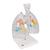 CT Bronchial Tree Model with Larynx & Transparent Lungs - 3B Smart Anatomy, 1000275 [G23/1], Lung Models (Small)