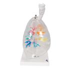 CT Bronchial Tree Model with Larynx & Transparent Lungs, 1000275 [G23/1], Lung Models (Small)