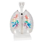 CT Bronchial Tree Model with Larynx & Transparent Lungs, 1000275 [G23/1], Lung Models (Small)
