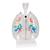 CT Bronchial Tree Model with Larynx & Transparent Lungs - 3B Smart Anatomy, 1000275 [G23/1], Lung Models (Small)