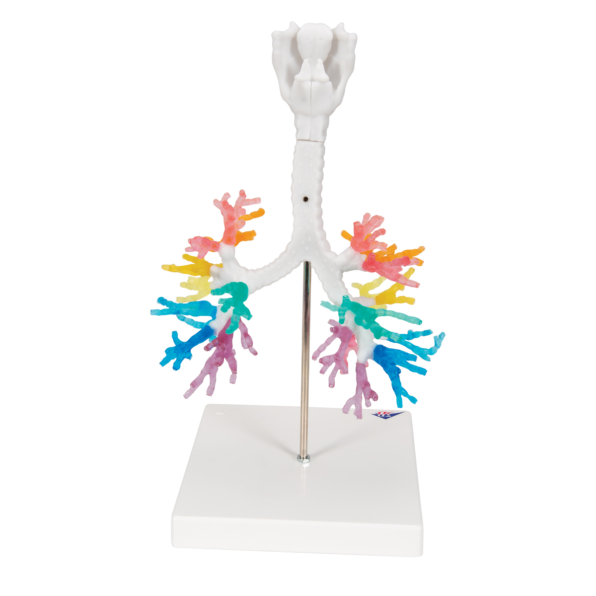 Anatomical Teaching Model - Plastic Lung Model - CT Bronchial Tree with ...