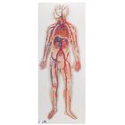Sistema circulatório, 1000276 [G30], Modelo de coração e circulação