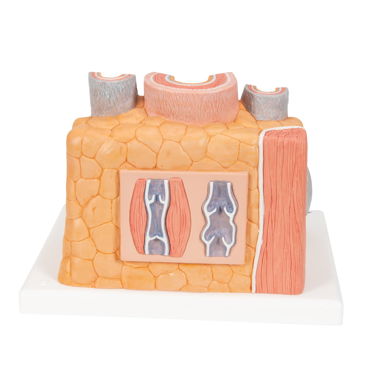 Anatomical Artery & Vein Model - Anatomy of the Artery & Vein ...