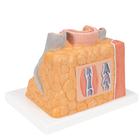 3B MICROanatomy Arteria y Vena - magnificaci&oacute;n de 14 veces, 1000279 [G42], Modelos de Coraz&oacute;n (Small)