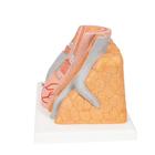 3B MICROanatomy Artery & Vein Model, 14 times Enlarged, 1000279 [G42], Human Heart Models (Small)